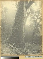 阿里山神木枝下藏品圖，第3張